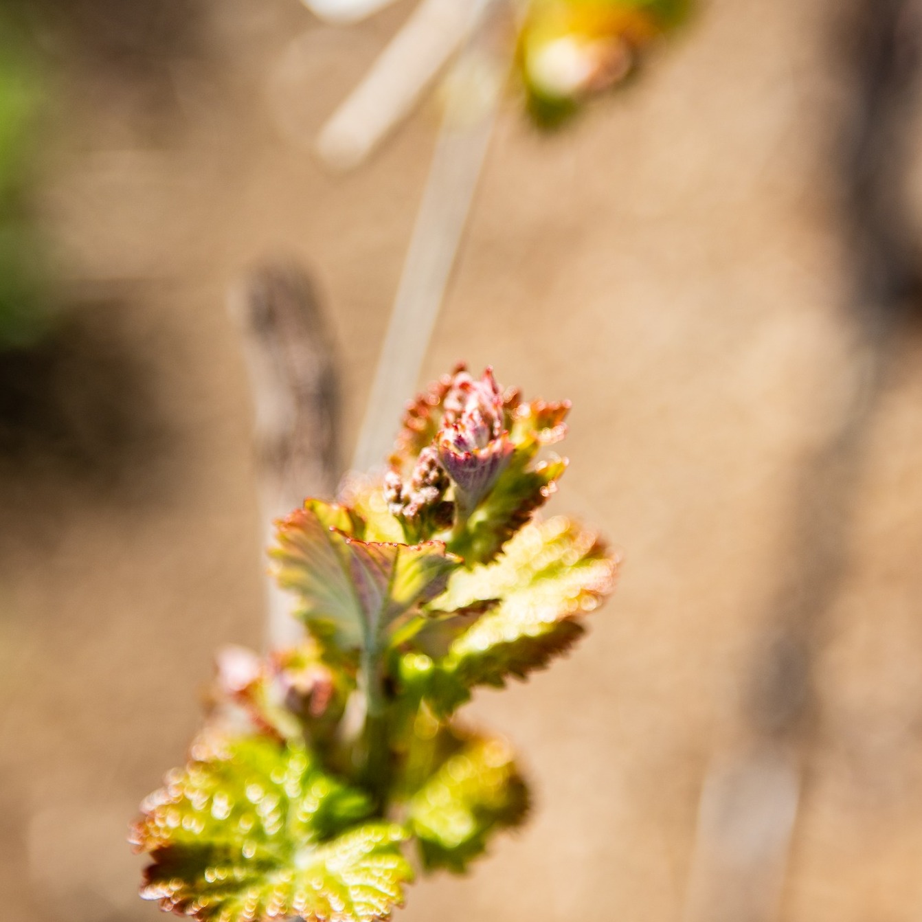drycreekvineyard