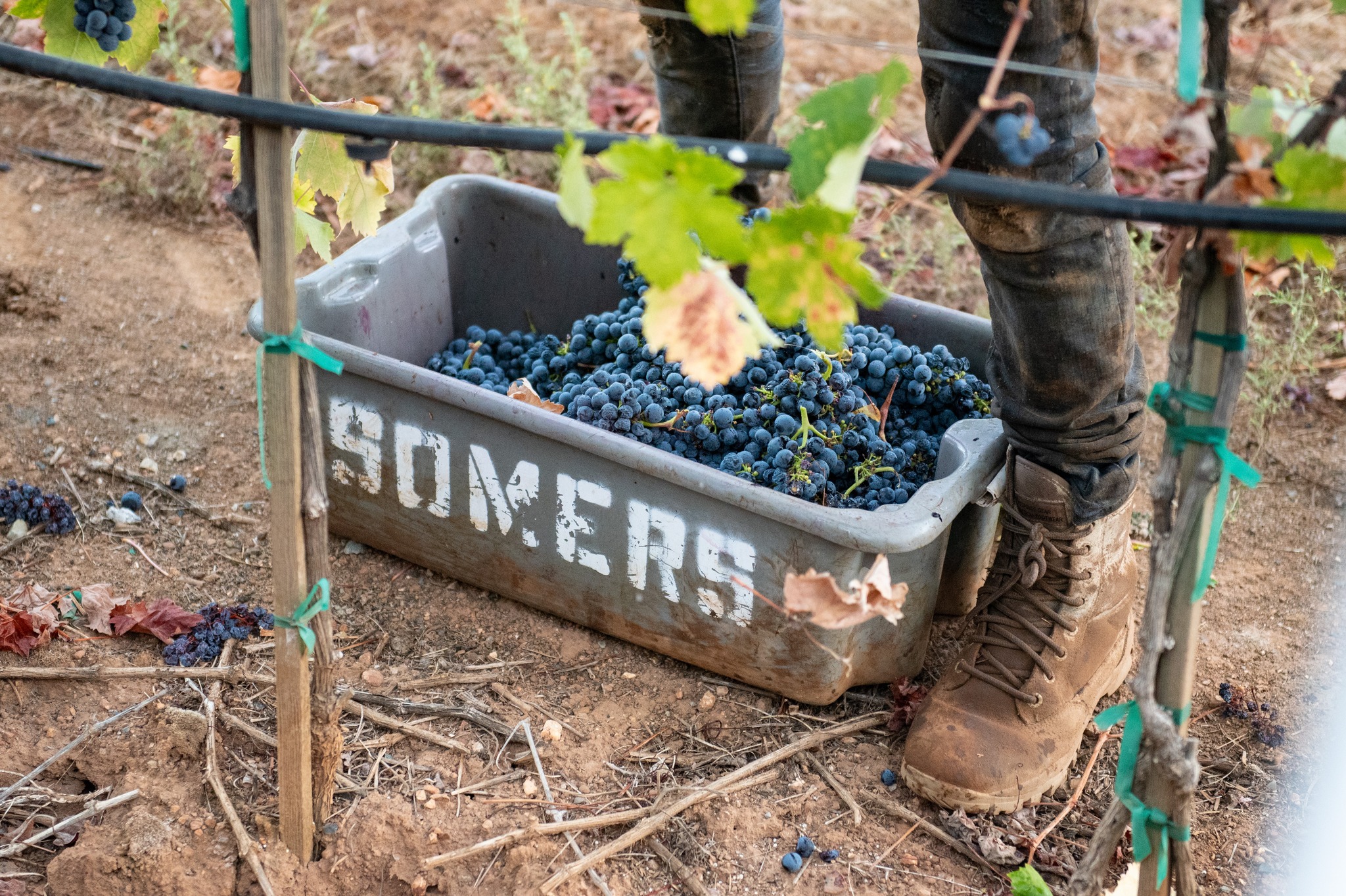 drycreekvineyard