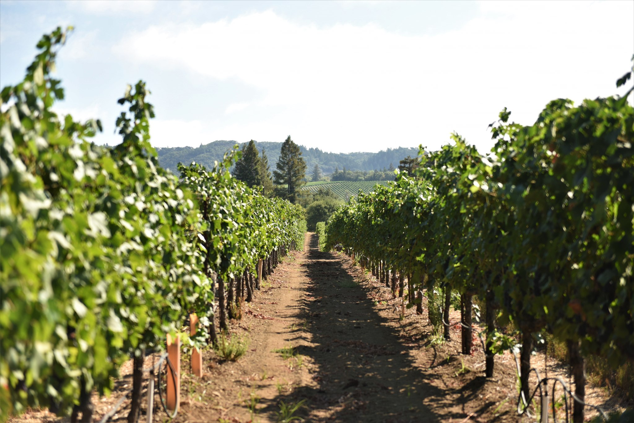 drycreekvineyard