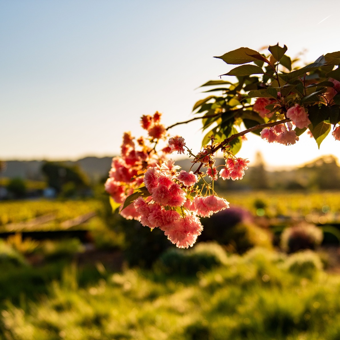 drycreekvineyard